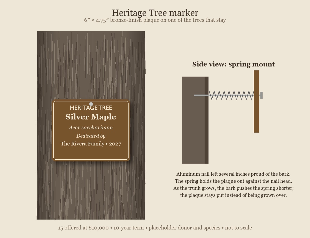 Illustration of a heritage tree with a small dedication sign.
