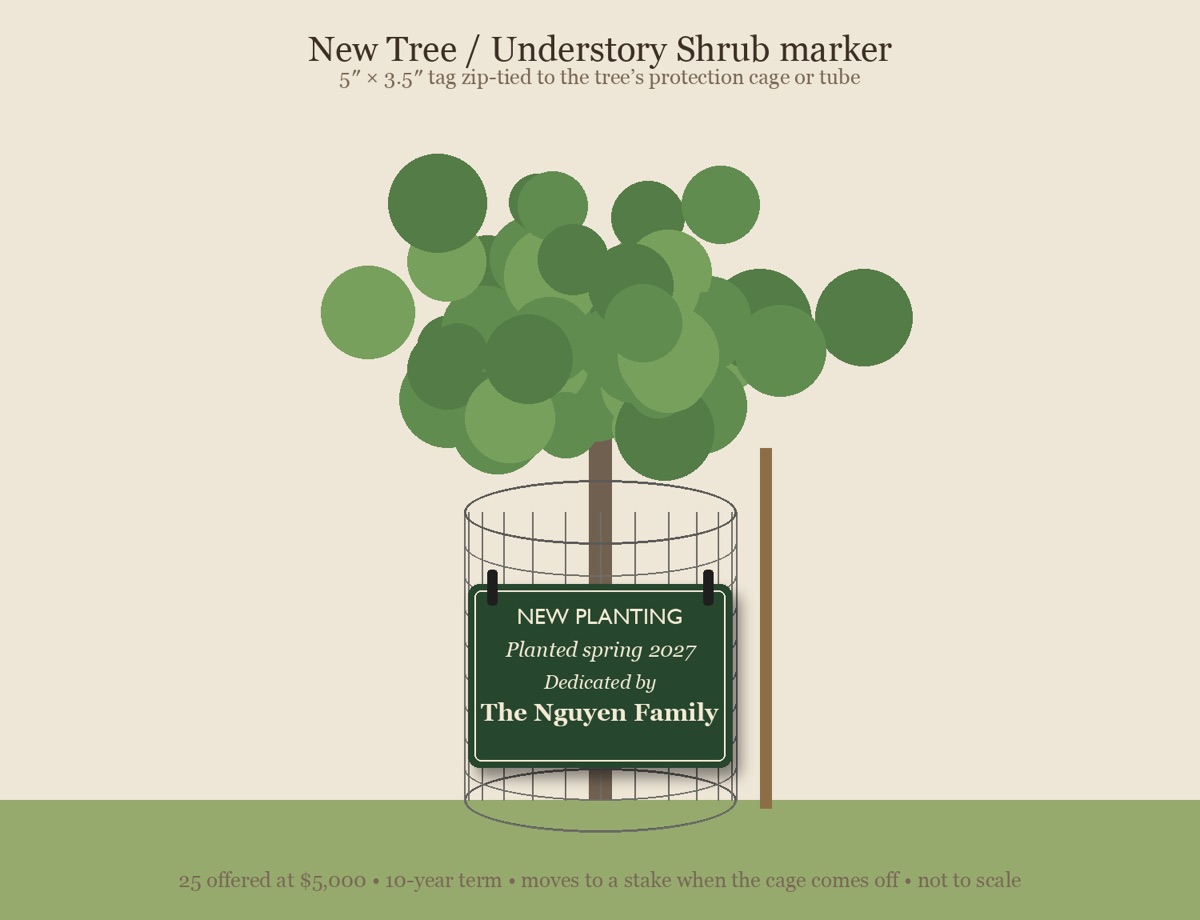 Illustration of a newly planted native tree with a dedication marker.